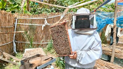 شغالة وسط النحل.. أول سيدة بكفر الشيخ تعمل في إنتاج العسل: بهدي مرضى السرطان جزءًا منه 