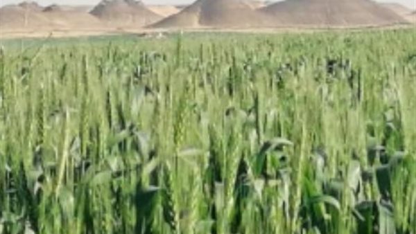 مزارع جنوب سيناء