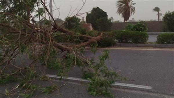 قطع الأشجار - أرشيفية