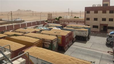 توريد 67 ألفًا و118 طن قمح لصوامع الوادي الجديد | صور