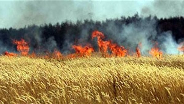 حريق في قمح-أرشيفية