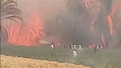 الدفع بـ 10 سيارات إطفاء للسيطرة على حريق هائل التهم 200 نخلة بالأقصر