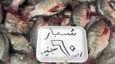 كبير تجار السمك بالإسكندرية يفجر مفاجأة بشأن الأسعار وكيف أثرت المقاطعة على المحافظات