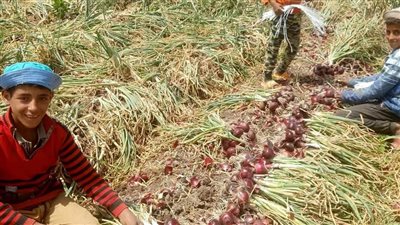 قرار جديد من لبنان بشأن استيراد البصل والبطاطا من مصر