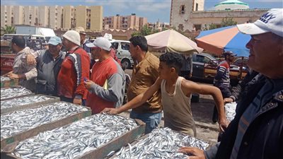 أشكال وأنواع ملهاش حصر.. تاجر سمك بمزاد الماكس بالإسكندرية: موسم الكل بيستناه| صور وفيديو