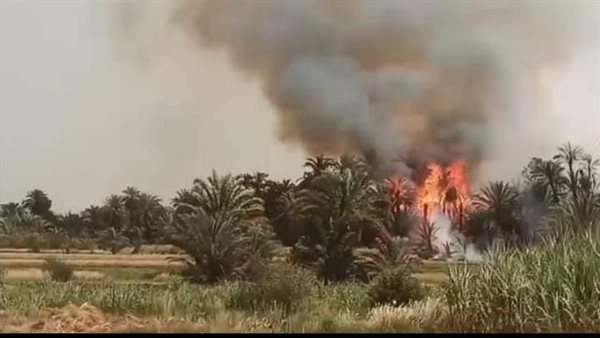 حريق هائل بكرم نخيل