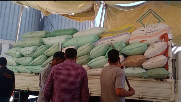 محصول القمح بالمنيا