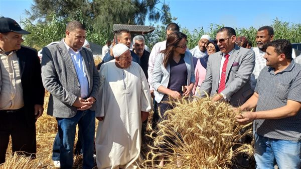 حصاد القمح بالبحيرة