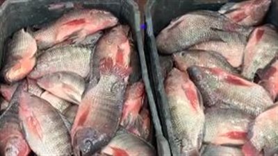 أسعار الأسماك اليوم السبت 28 ديسمبر 2024 في الأسواق