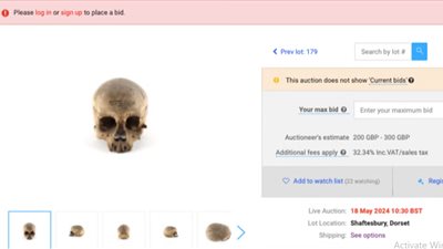 جماجم المصريين القدماء بـ 300 جنيه استرليني في دار مزادات بريطانية