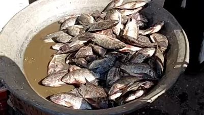 الكيلو بـ 20 جنيها.. إقبال على شراء السمك البلطي في أسوان بعد تراجع أسعاره | بث مباشر 