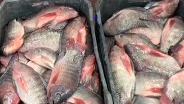 أسماك معروضة بإحدى