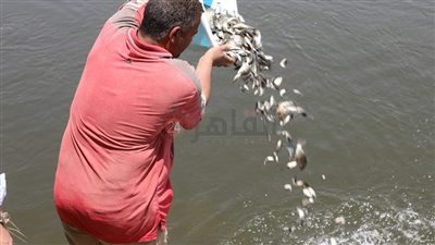 بعد مقاطعة شراء الأسماك.. إلقاء 2 مليون زريعة سمك بنهر النيل لتنمية الثروة السمكية في المنيا