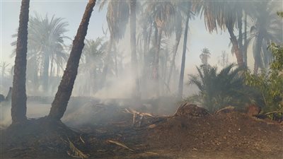 نشوب حريق في زراعات النخيل ومنزل بأسوان 