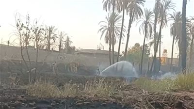 اندلاع حريق بأحد زراعات النخيل بإدفو.. والحماية تسيطر عليه دون إصابات | بث مباشر