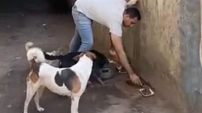 علي منقذ الحيوانات في منطقة شبرا الخيمة: محتاج فرصة عمل عشان أصرف عليهم وبرفض التبرعات| بث مباشر