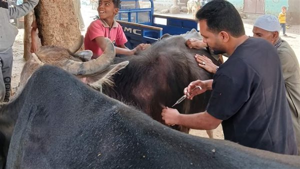 بيطري المنيا 