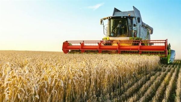 حصاد القمح - تعبيرية