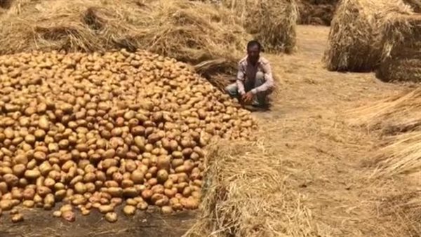 محصول البطاطس