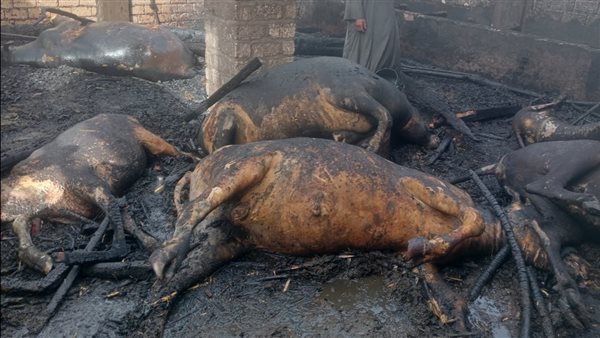 اندلاع حريق بحظيرة