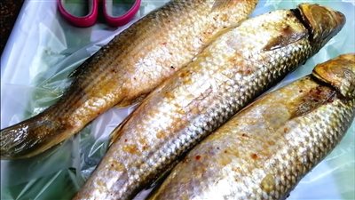 هل يجوز أكل الفسيخ يوم شم النسيم؟.. أمين الفتوى يبين التفاصيل