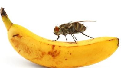 كيفية التخلص من الهاموش.. حلول سهلة وسريعة داخل منزلك