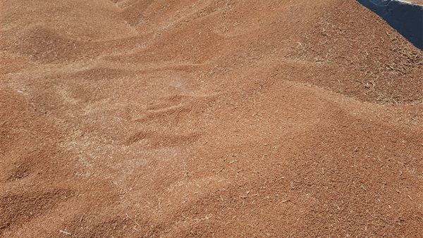 توريد القمح بالمنيا