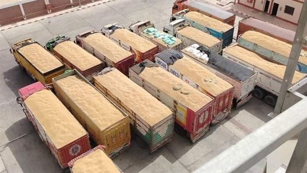 توريد محصول القمح