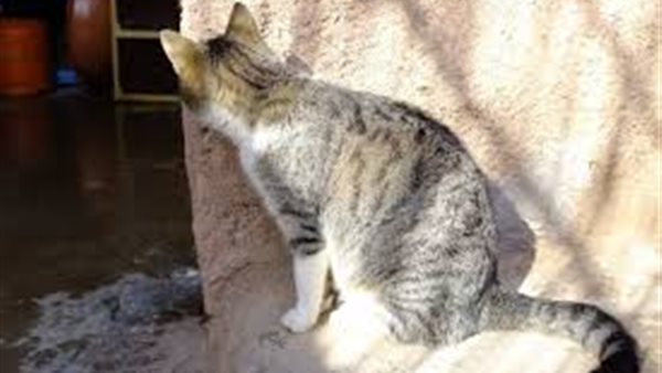 قطه-أرشيفية