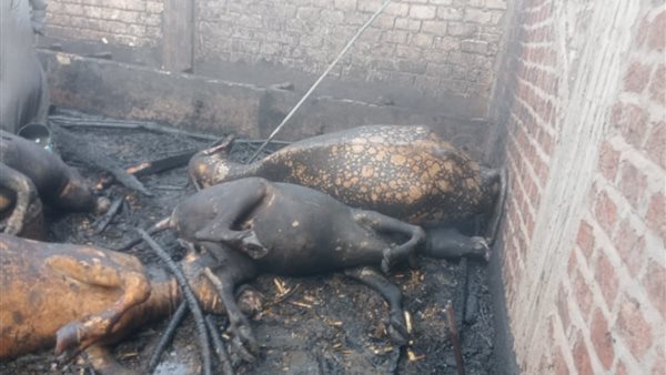 نفوق رؤوس ماشية بأسيوط