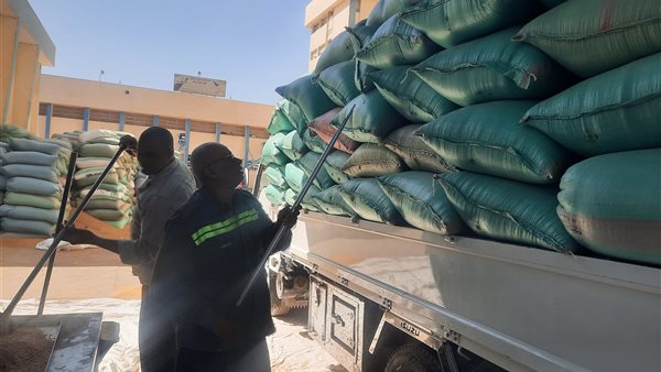 توريد القمح بالمنيا