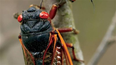 كارثة.. حشرات الزومبي تجتاح الأرض.. وتحذير هام من العلماء