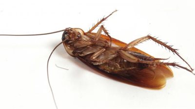 القضاء على الصراصير يقلل مسببات الحساسية والسموم الداخلية في المنازل| دراسة