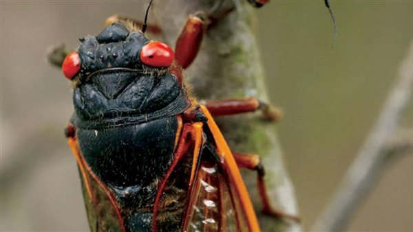 حشرات الزومبي