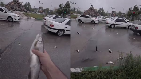 السماء تمطر سمك في