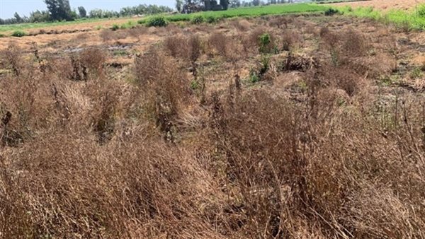 قطعة أرض زراعية