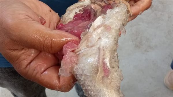 جانب من الحملة 