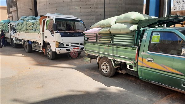 توريد القمح بالمنيا