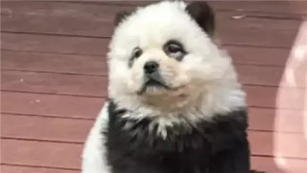 حديقة حيوان صينية