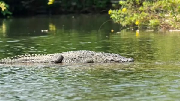 أم ألقت طفلها في