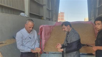 توريد 138212 طن قمح لشون وصوامع البحيرة