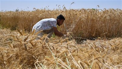 الزراعة: زيادة متوسط إنتاجية فدان القمح في الحقول الإرشادية إلى 24 أردبا 