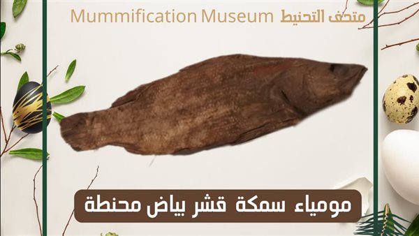  مومياء لـ سمكة محنطة
