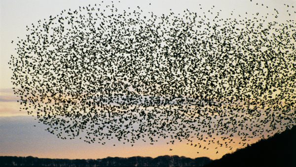 طيور مهاجرة