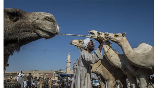 الإبل في السعودية