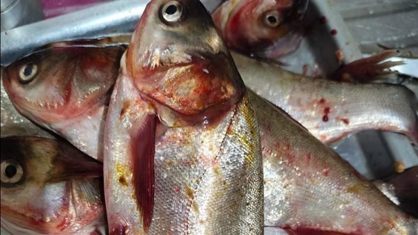 سمكة السيلفر