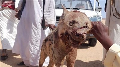 للمرة الأولى.. ظهور ضبع مرقط بمحمية جبل علبة جنوب البحر الأحمر| صور 