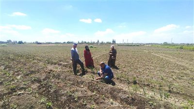 زراعة 5083 فدان قطن من إجمالي المستهدف زراعته هذا العام بالبحيرة