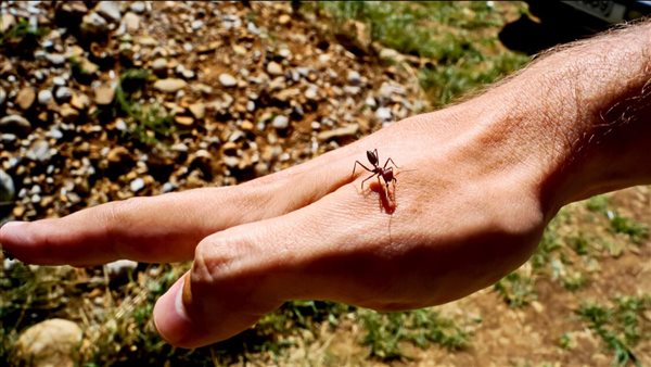 تفسير حلم النمل