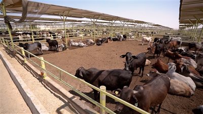 بكام خروف العيد؟.. أسعار الأضاحي في الأسواق قبل أيام من عيد الأضحى 2024